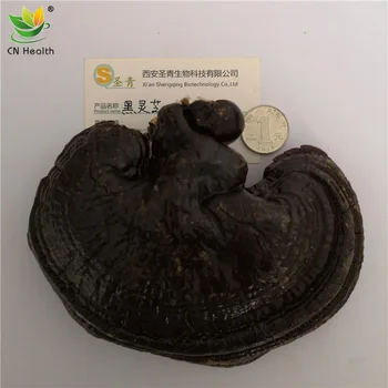 KN Veselības Black Ganoderma Lucidum Baekdu Kalnu Daļēji dabiskas Vesela Melna Ganoderma Lucidum Black Ganoderma Lucidum 500 g